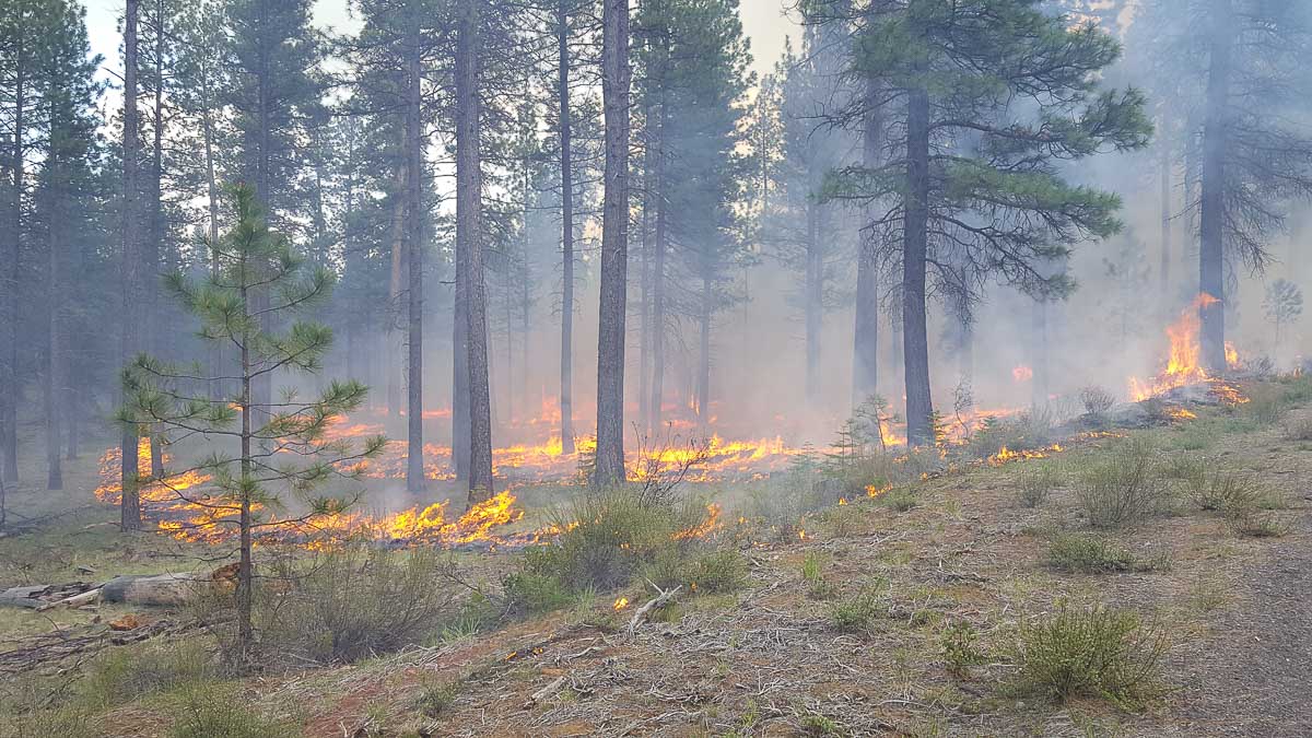The forests and tree species in Central Oregon have adapted over millennia to fire, and are dependent on fire today.