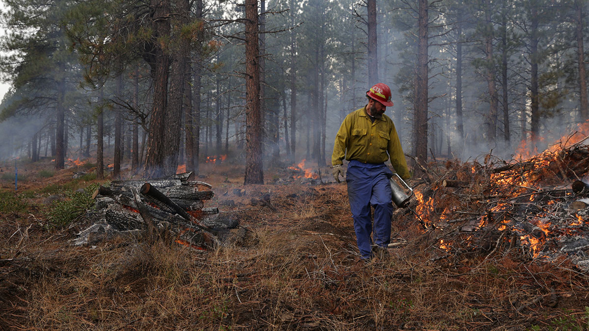 Controlled burning is often the final step in forest restoration: small trees, tree tops, branches, undergrowth—may be piled for later burning when wildfire risk is low.